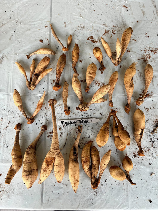 Mystery Dahlia Tuber